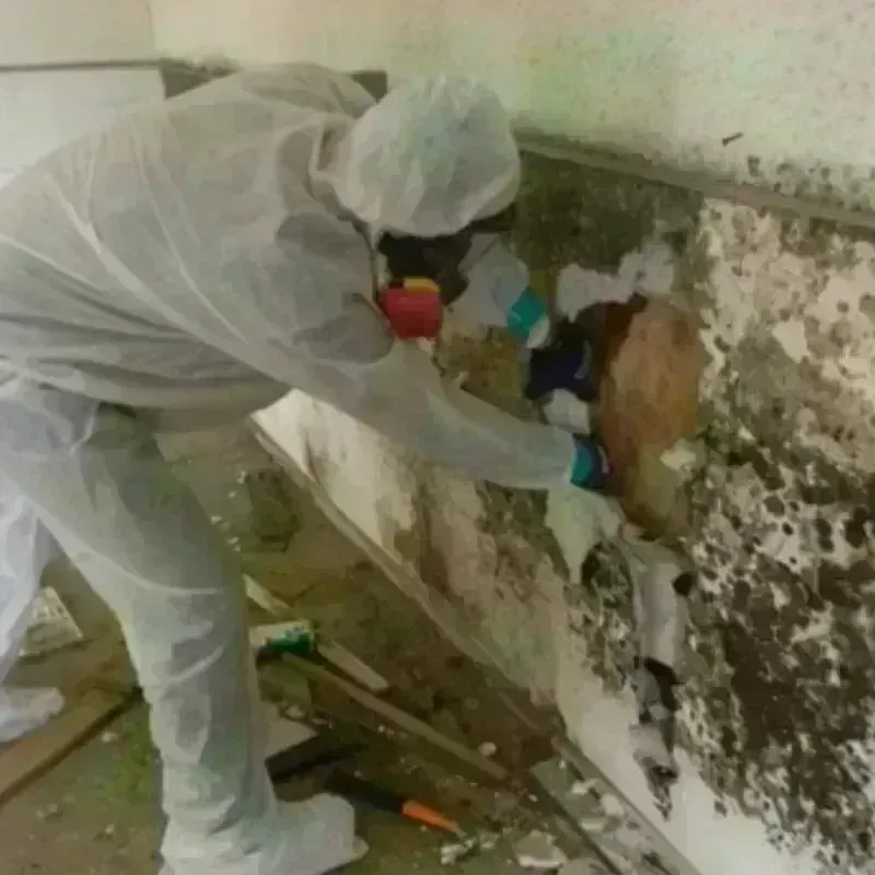 Mold Remediation and Removal in Nolanville, TX